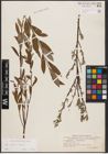 Foto von Salix aurita L. x Salix repens L.